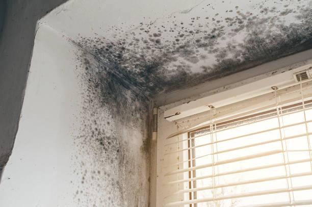 Affordable Mold Removal solutions in Haledon, NJ